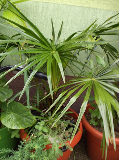 palmierii mei dupa vijelie - sept 2014