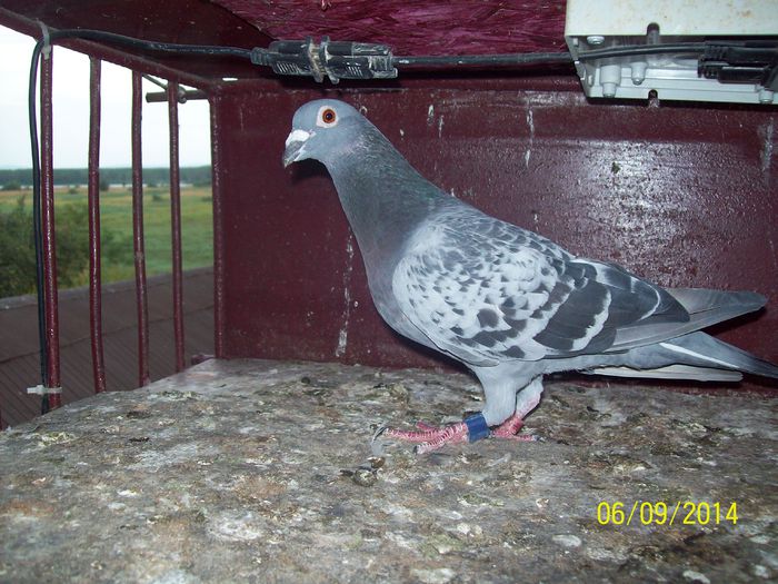 as maraton tineret 2014