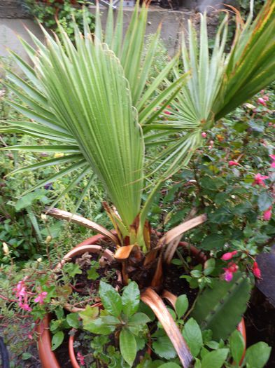 DSC03152 - sept 2014