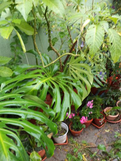 DSC03154 - sept 2014