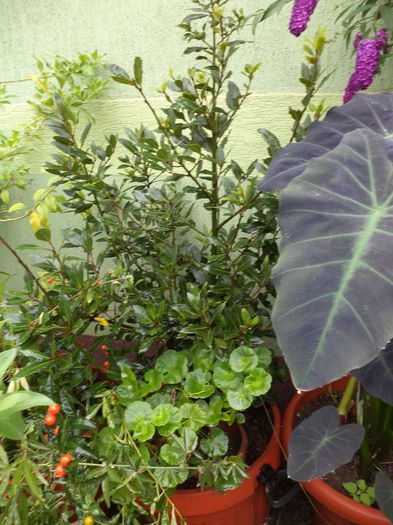 DSC03155 - sept 2014