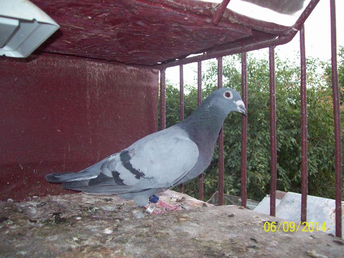 palmares 2 ani as maraton; 986197-2012.mascul
