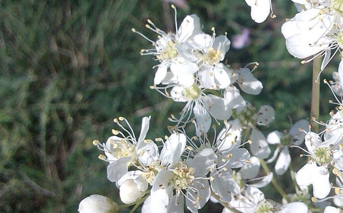 IMG_20140804_102401 - FLORI DE CAMP