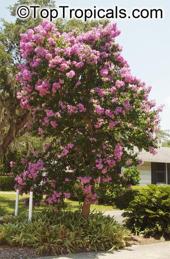 bougainvillea_arborea - POZE BOUGAINVILLEA DE PE NET