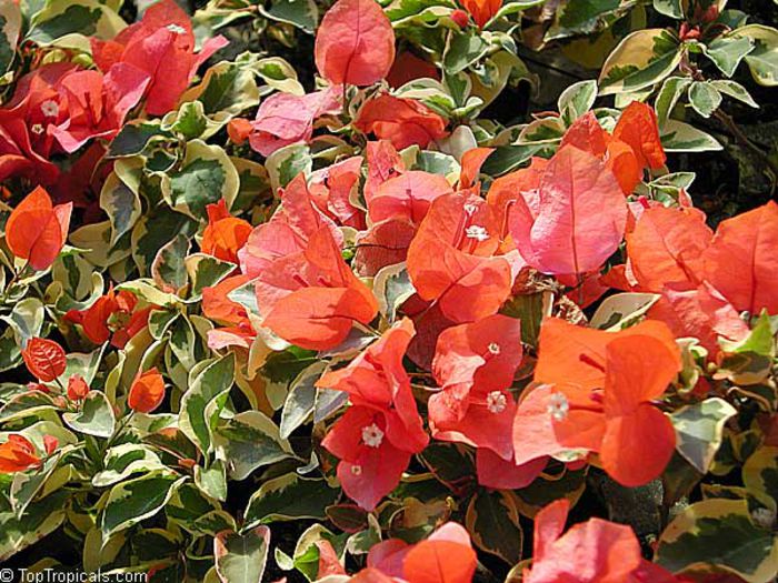 ORANGE ICE - POZE BOUGAINVILLEA DE PE NET