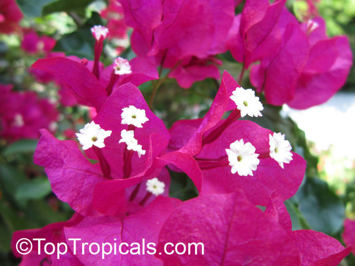 torch glow - POZE BOUGAINVILLEA DE PE NET