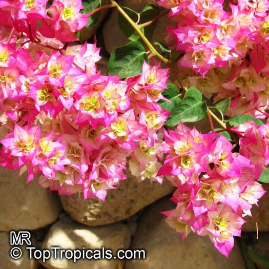 cherry blossom - POZE BOUGAINVILLEA DE PE NET