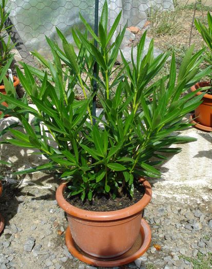 uriasii, dupa 8 saptamani (7)