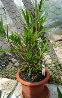 uriasii, dupa 8 saptamani (9)