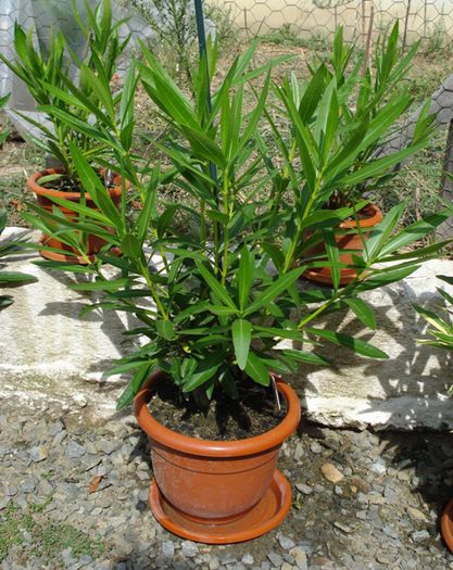 uriasii, dupa 8 saptamani (6)