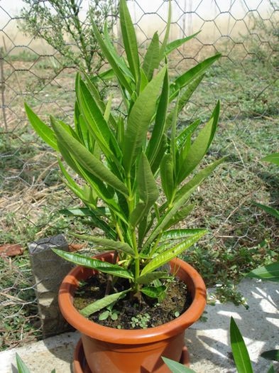 piticii, dupa 8 saptamani (1)