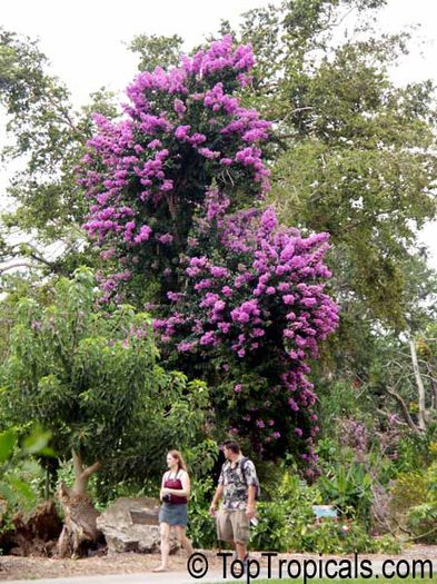 bougainvillea arborea