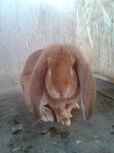 2014-08-30 16.11.49 - MASCUL 1 GALBEN - LOVER