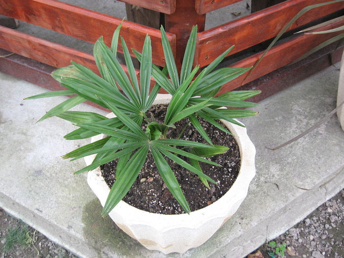 Trachycarpus fortunei - Palmieri