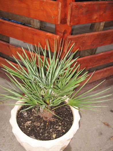 Chamaerops humilis cerifera