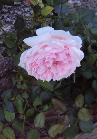 DSC03001 - The Wedgwood Rose