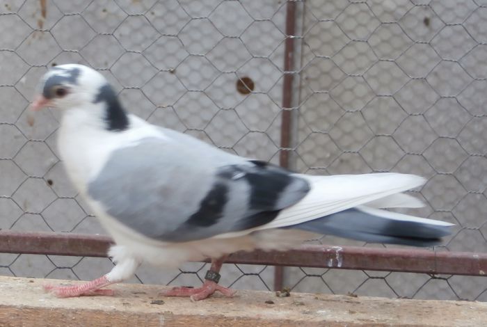 Dat in Medias la Ovidiu - D- Porumbei JUCATORI DE GALATI VANDUTI Album 2