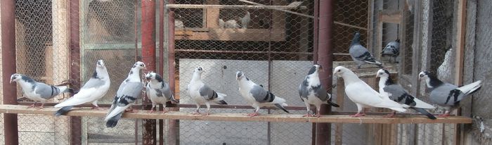 Dati in Medias la Ovidiu - D- Porumbei JUCATORI DE GALATI VANDUTI Album 2