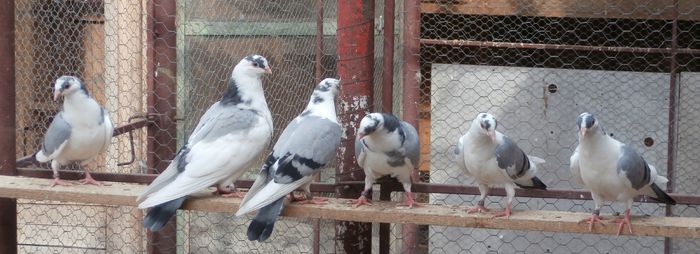 Dati in Medias la Ovidiu - D- Porumbei JUCATORI DE GALATI VANDUTI Album 2