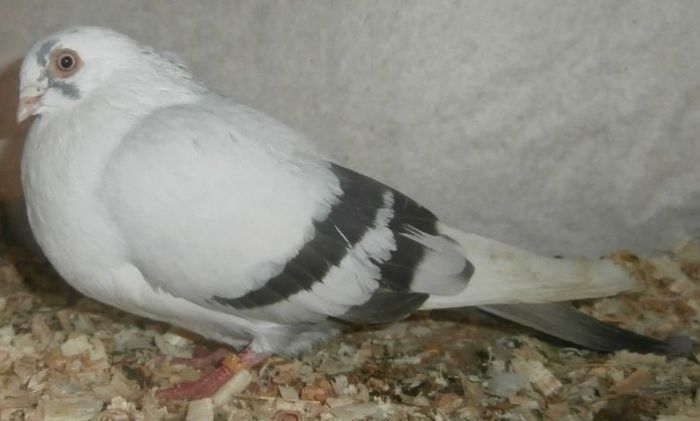 Dat in Medias la Ovidiu - D- Porumbei JUCATORI DE GALATI VANDUTI Album 2