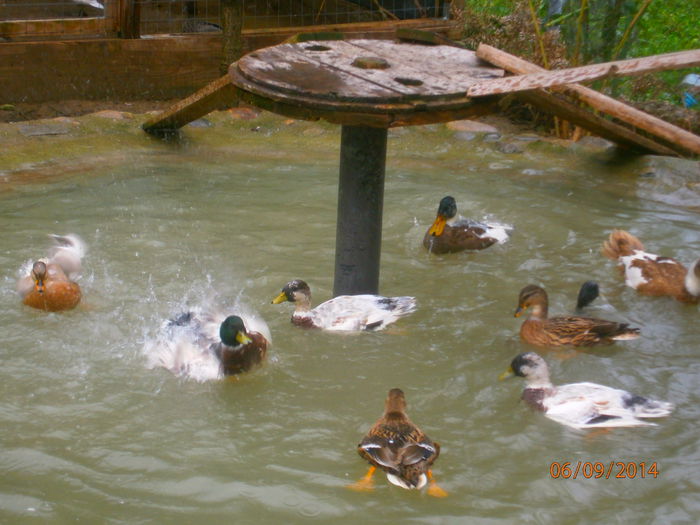 pereche de vanzare 2013; ea culoare salbatica el pestrit pe galben!!!!
