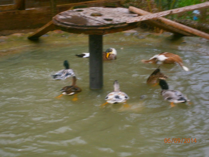 ultima pereche ramasa 2013