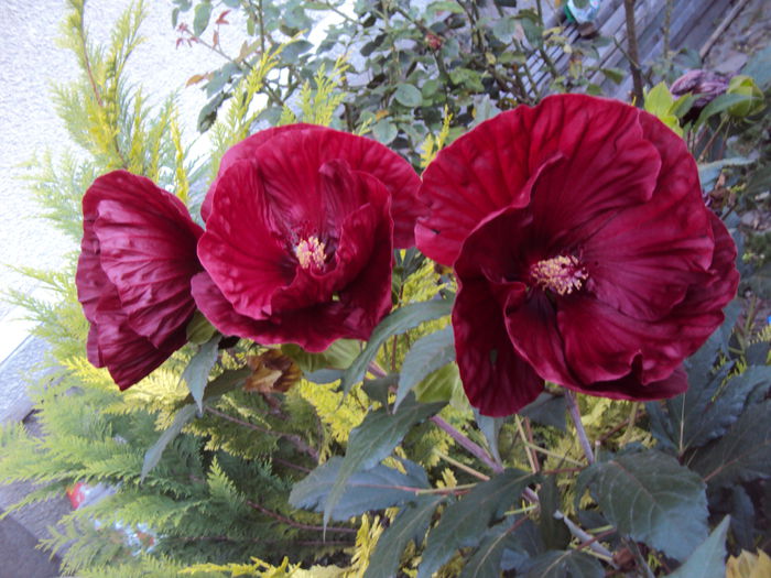 DSC03016 - Hibiscus de gradina