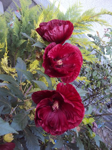 DSC03017 - Hibiscus de gradina