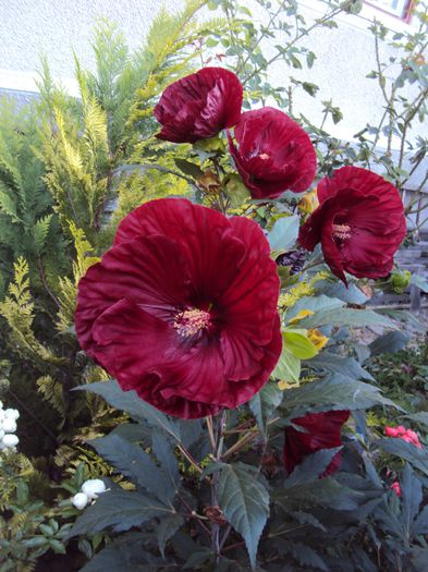 DSC03018 - Hibiscus de gradina