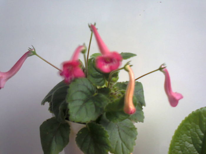  - A-Flori 2014