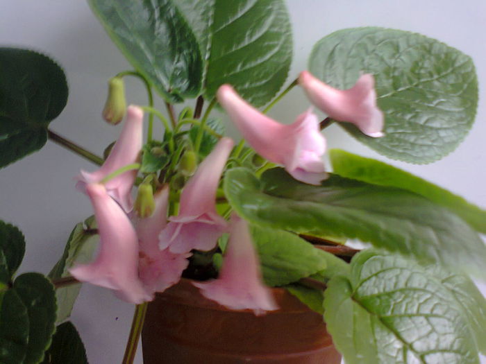  - A-Flori 2014