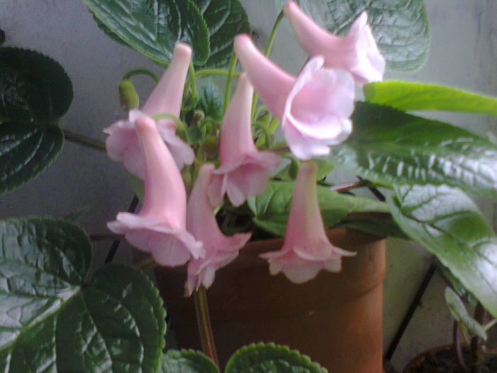  - A-Flori 2014