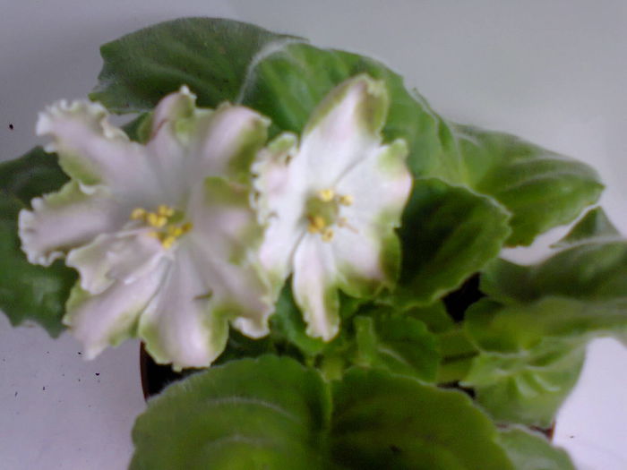 RS Mavka - A-Flori 2014