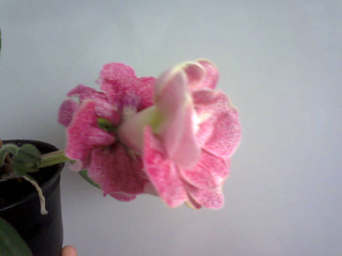 Orlans - A-Flori 2014