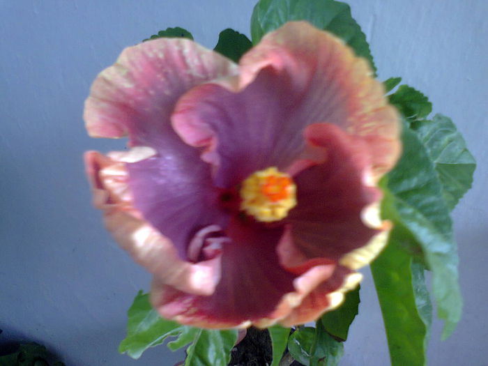  - A-Flori 2014