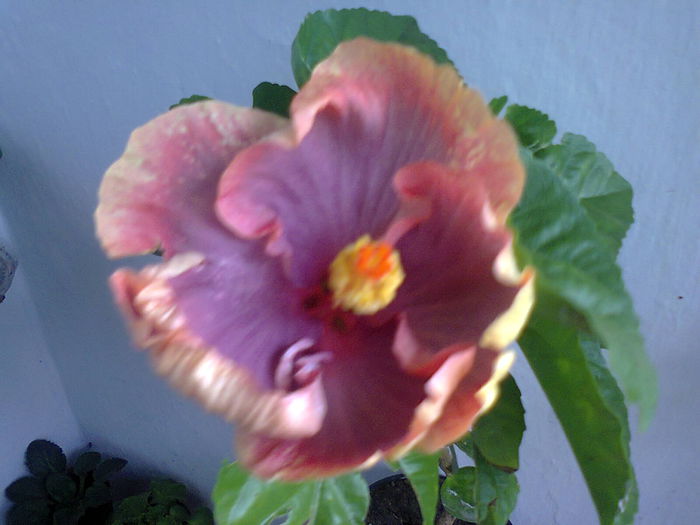  - A-Flori 2014