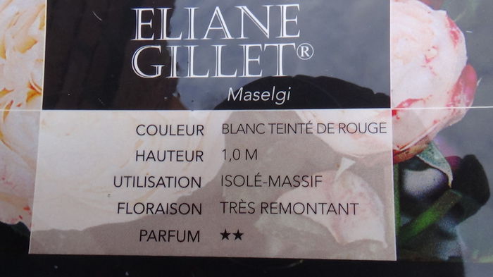 DSC01538 - Eliane Gillet   G6