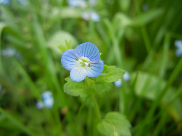 Veronica persica (2014, May 02)