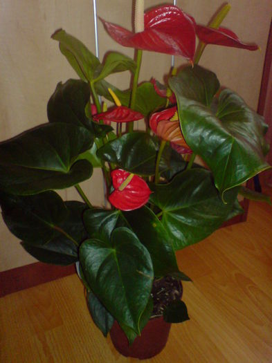 DSC00717 - Anthurium Alabama