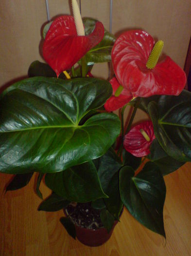 DSC00720 - Anthurium Alabama