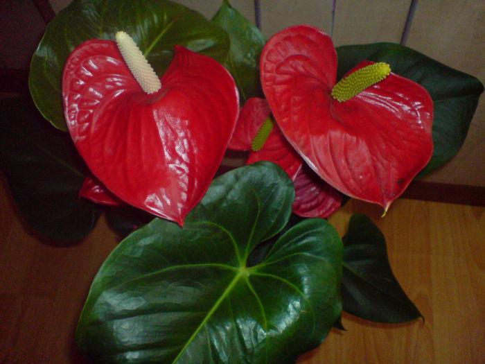 DSC00718 - Anthurium Alabama