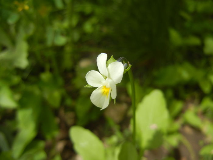 Viola arvensis_Field Pansy ('14, May 09) - Viola arvensis_Field Pansy