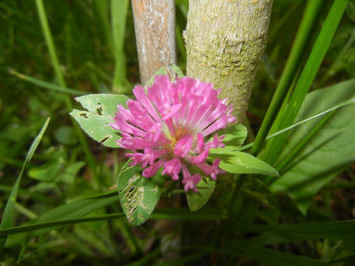 Trifolium pratense (2014, May 16)