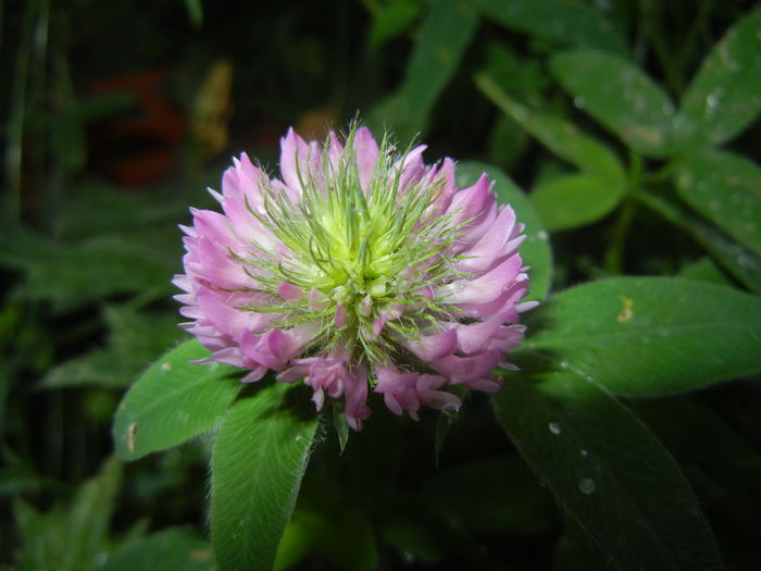 Trifolium pratense (2014, June 23)