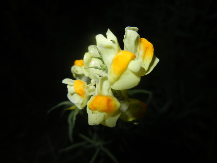 Linaria vulgaris (2014, August 03) - Linaria vulgaris