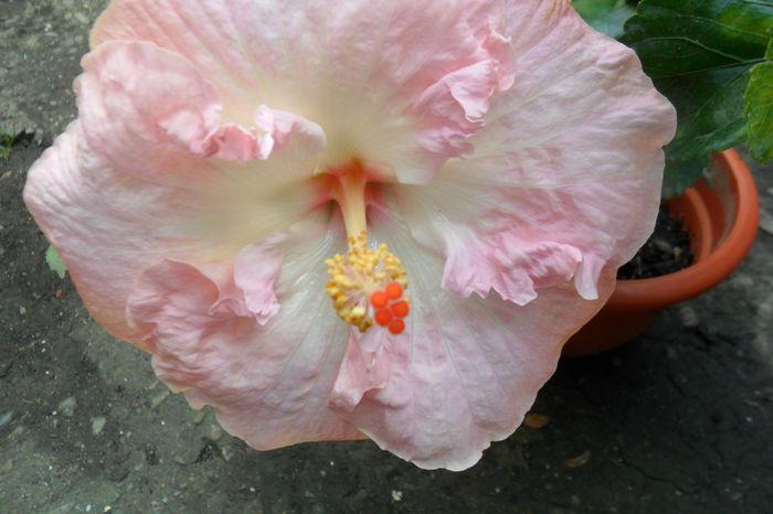 Picture 566 - hibiscusi 2014-2