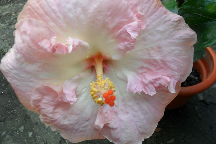 Picture 567 - hibiscusi 2014-2