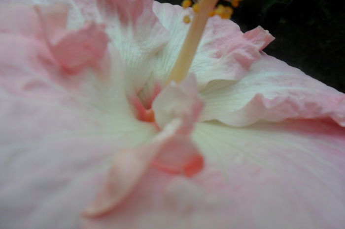 Picture 574 - hibiscusi 2014-2