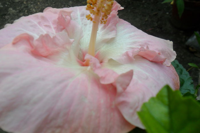 Picture 575 - hibiscusi 2014-2