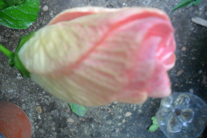 Picture 556 - gina marie-62